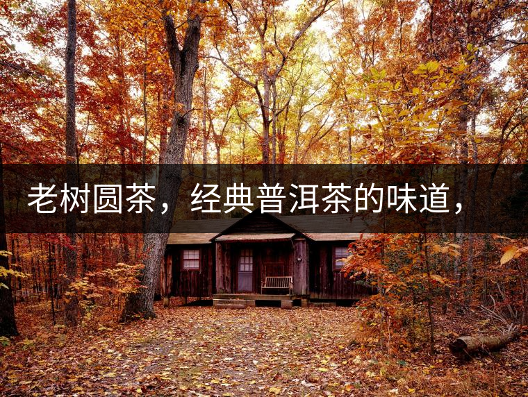 老樹圓茶，經(jīng)典普洱茶的味道，即將上市