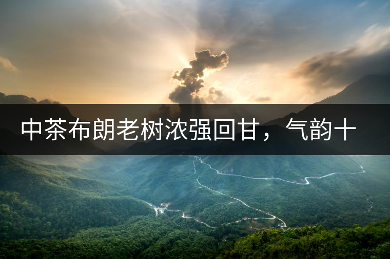 中茶布朗老樹濃強回甘，氣韻十足