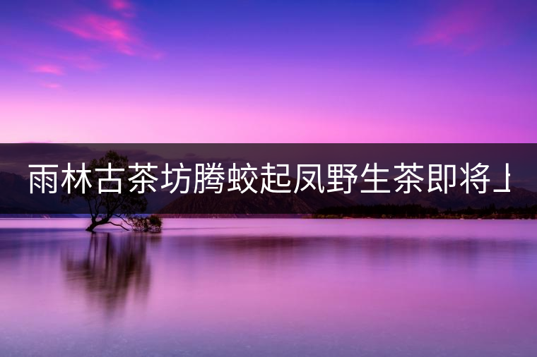 雨林古茶坊騰蛟起鳳野生茶即將上市！