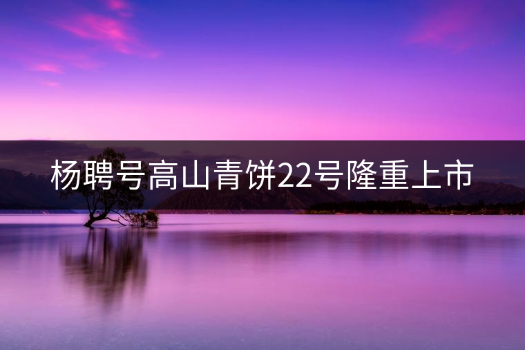 楊聘號高山青餅22號隆重上市