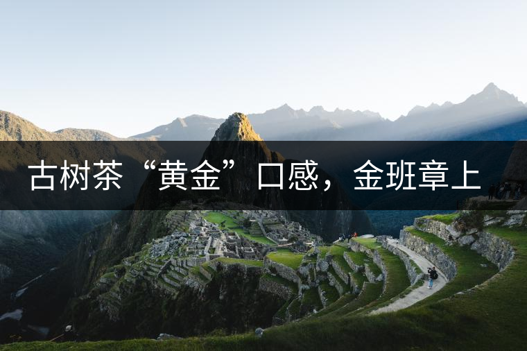 古樹茶“黃金”口感，金班章上市