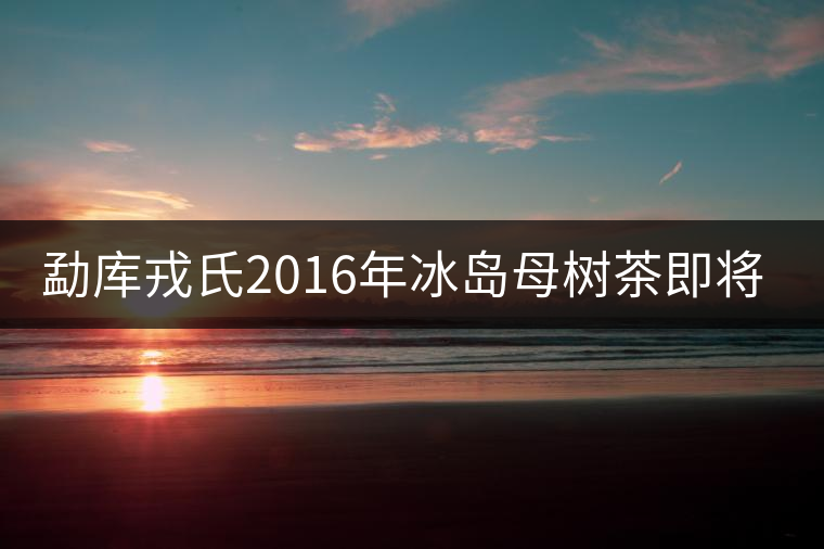 勐庫戎氏2016年冰島母樹茶即將上市