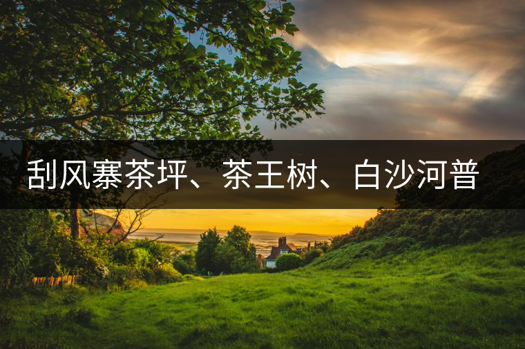 刮風(fēng)寨茶坪、茶王樹、白沙河普洱茶怎么樣