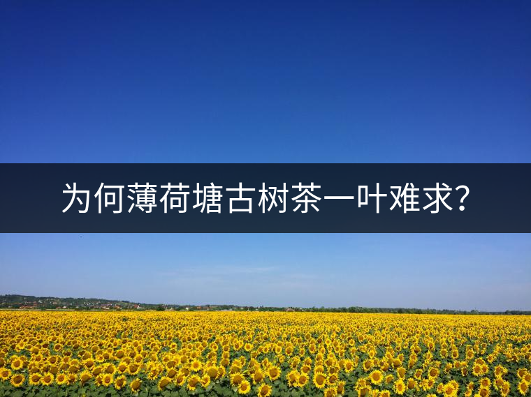為何薄荷塘古樹茶一葉難求？