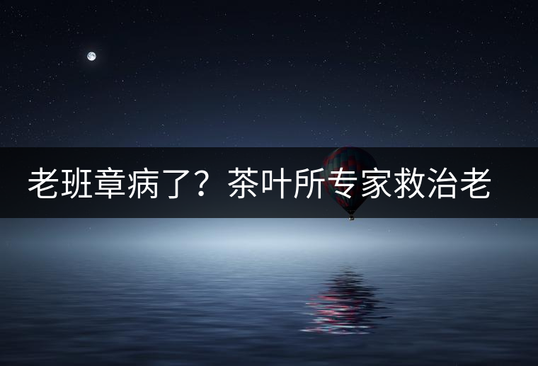 老班章病了？茶葉所專家救治老班章古茶樹