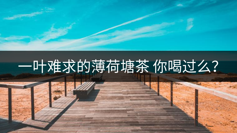 一葉難求的薄荷塘茶 你喝過么？