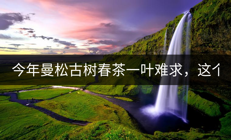 今年曼松古樹春茶一葉難求，這個(gè)鍋真不該茶商背!