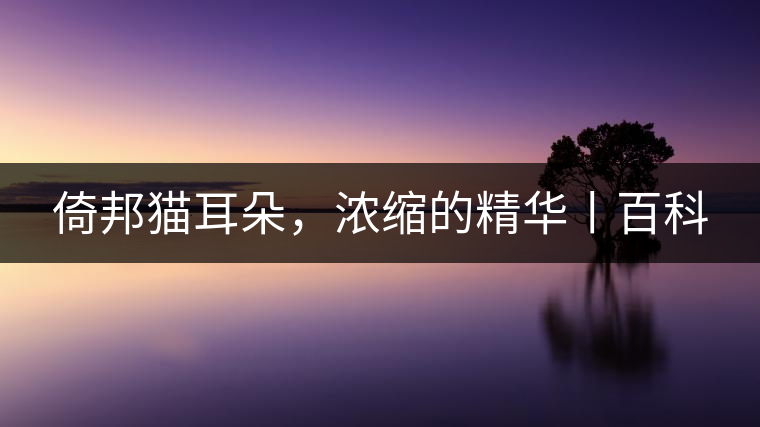 倚邦貓耳朵，濃縮的精華丨百科