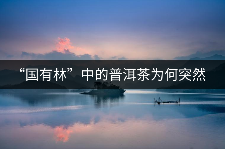 “國有林”中的普洱茶為何突然受追捧？
