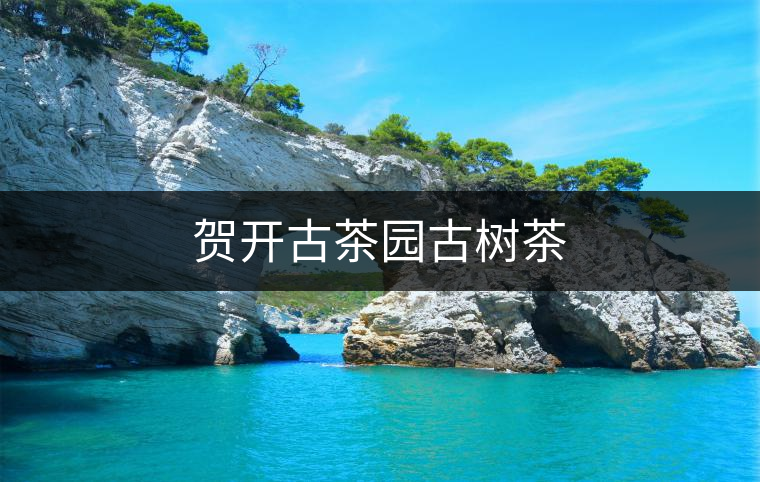 賀開(kāi)古茶園古樹(shù)茶