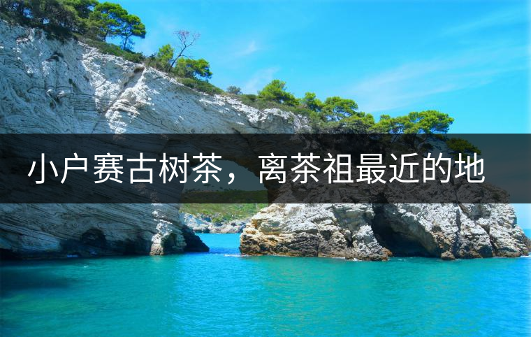 小戶賽古樹(shù)茶，離茶祖最近的地方！獨(dú)特的甜與凈！