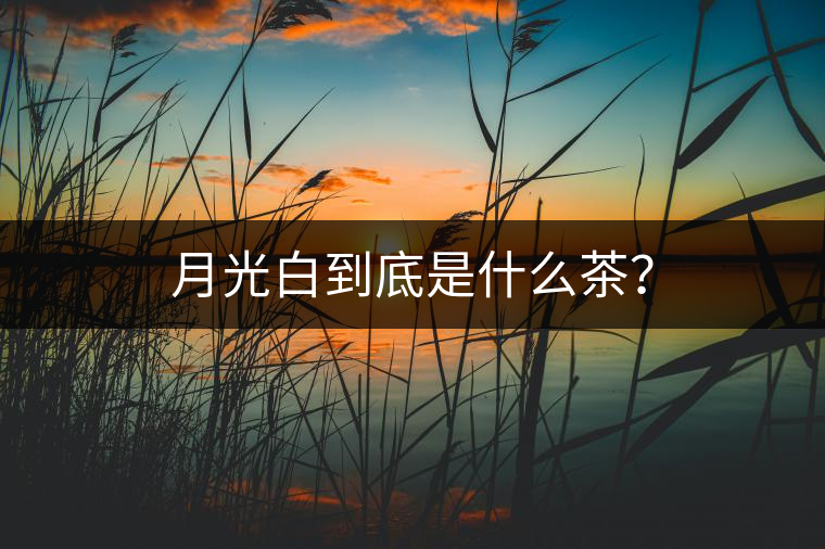 月光白到底是什么茶？