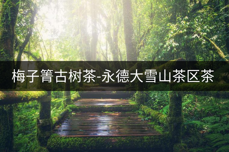 梅子箐古樹茶-永德大雪山茶區(qū)茶山資料介紹 梅子箐古樹茶-永德大雪山茶區(qū)茶山資料介紹