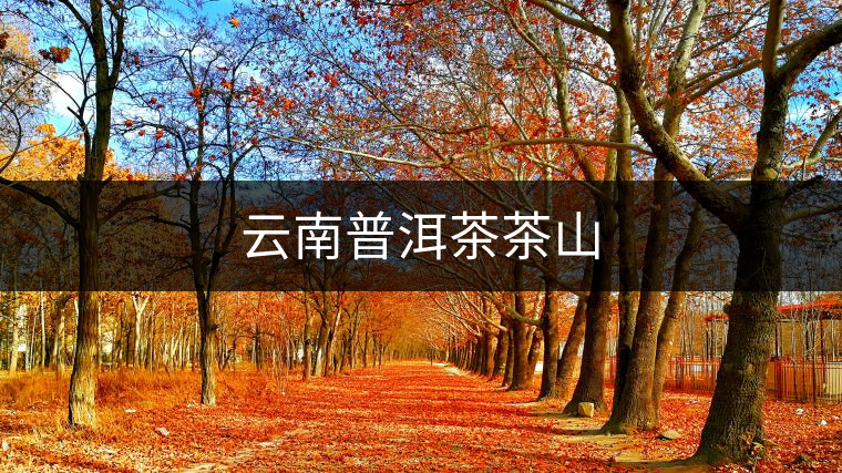 云南普洱茶茶山 云南普洱茶茶山