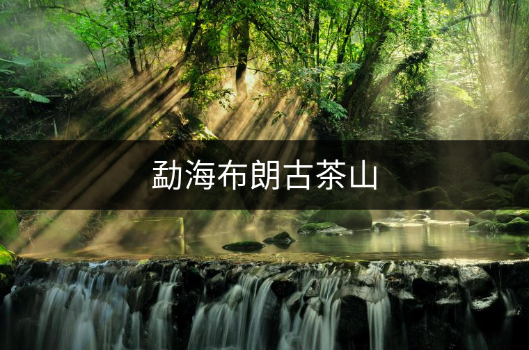 勐海布朗古茶山 勐海布朗古茶山