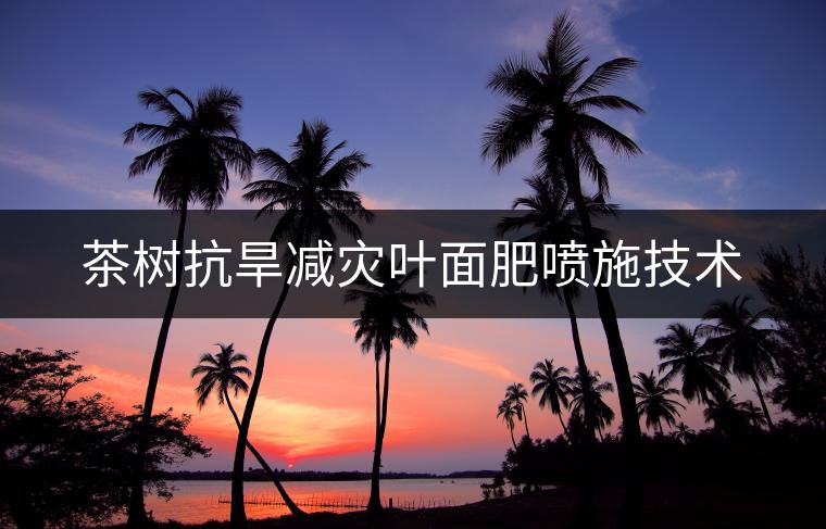 茶樹抗旱減災葉面肥噴施技術