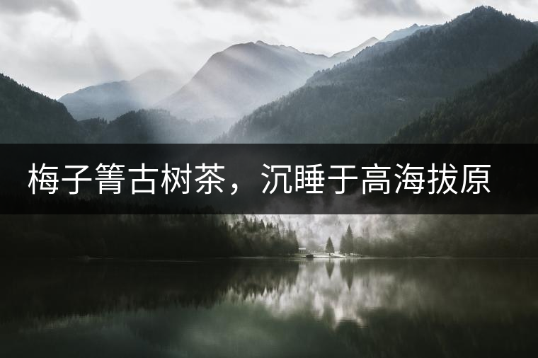 梅子箐古樹茶，沉睡于高海拔原生態(tài)的冰甜美人