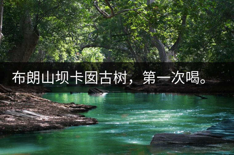 布朗山壩卡囡古樹，第一次喝。感覺不錯，這茶不苦