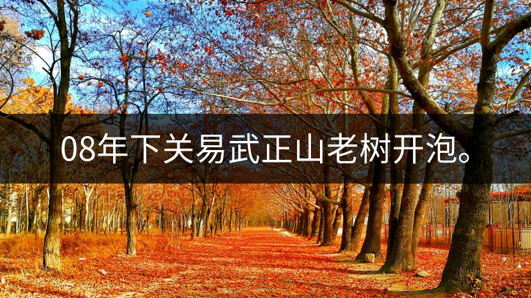 08年下關(guān)易武正山老樹開泡。