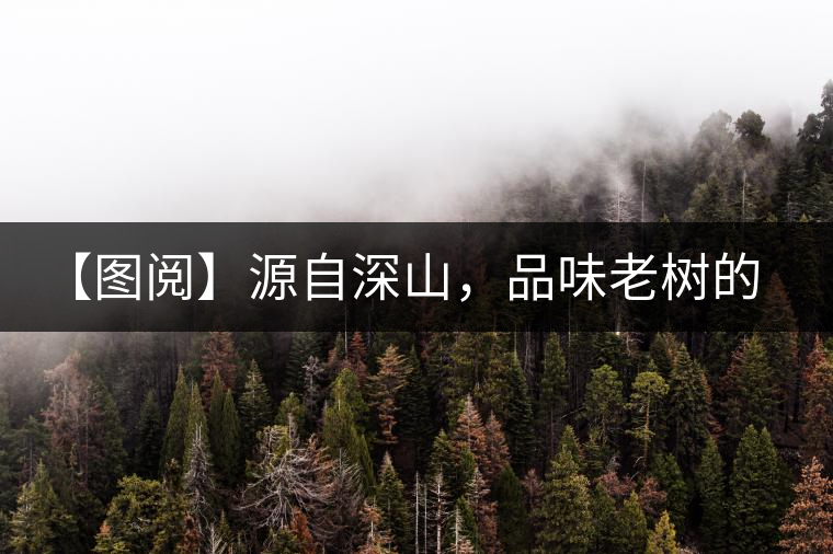 【圖閱】源自深山，品味老樹的味道