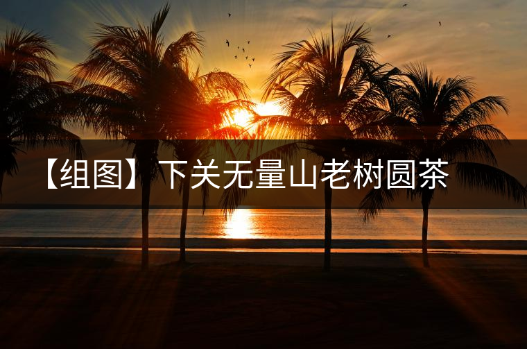 【組圖】下關(guān)無(wú)量山老樹圓茶開湯