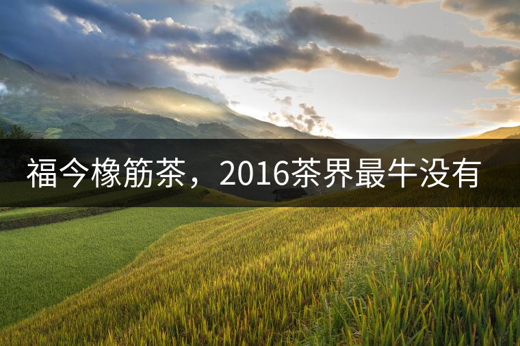 福今橡筋茶，2016茶界最牛沒(méi)有之一