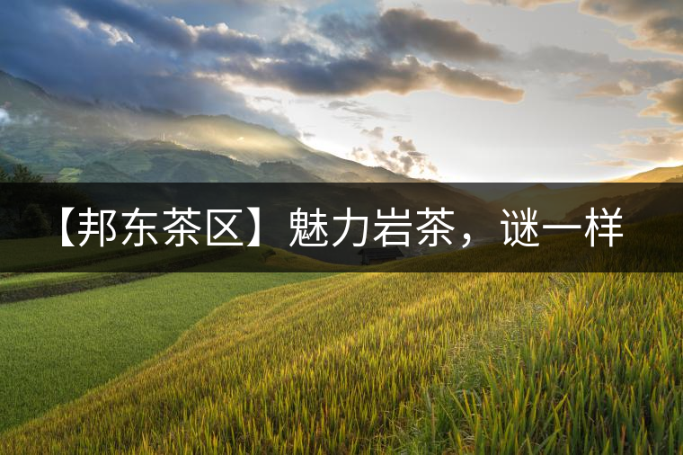 【邦東茶區(qū)】魅力巖茶，謎一樣的邦東！