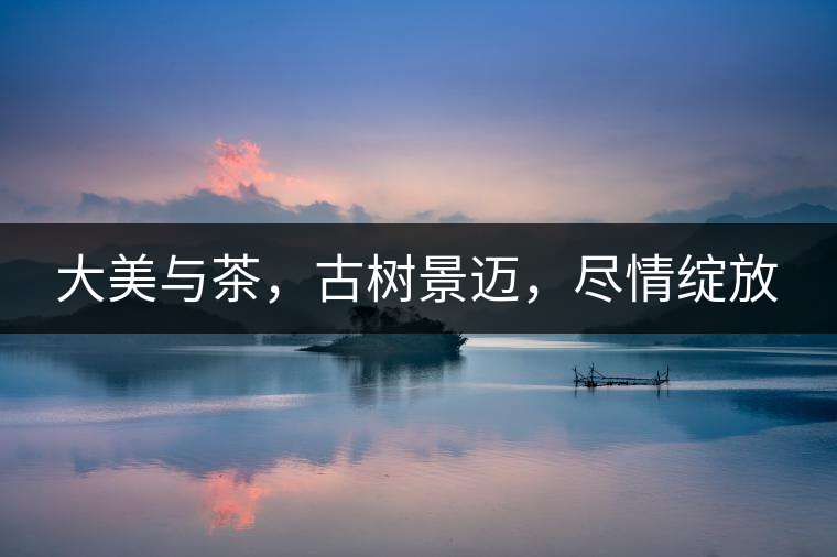 大美與茶，古樹景邁，盡情綻放