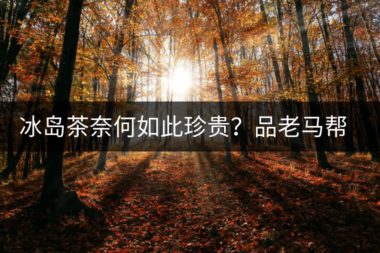 冰島茶奈何如此珍貴？品老馬幫之“冰島老寨”，答案在這里！