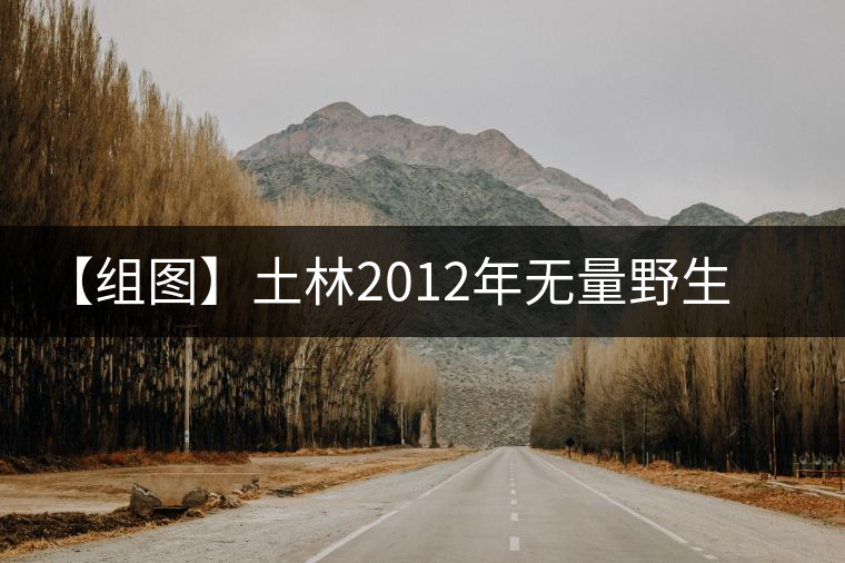 【組圖】土林2012年無量野生蘑菇緊茶開湯 【組圖】土林2012年無量野生蘑菇緊茶開湯