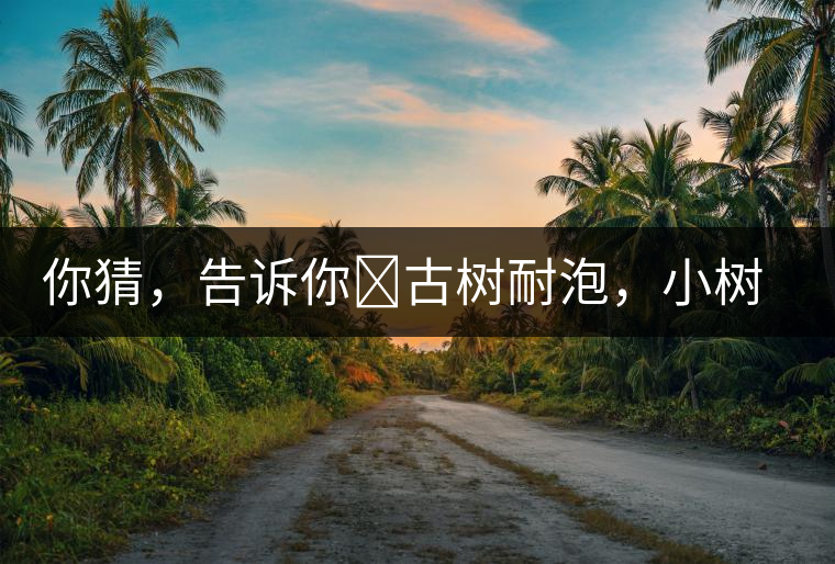 你猜，告訴你?古樹(shù)耐泡，小樹(shù)、臺(tái)地不耐泡都是什么心理？
