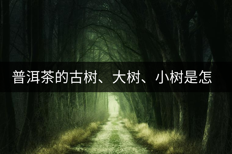 普洱茶的古樹、大樹、小樹是怎樣劃分的？