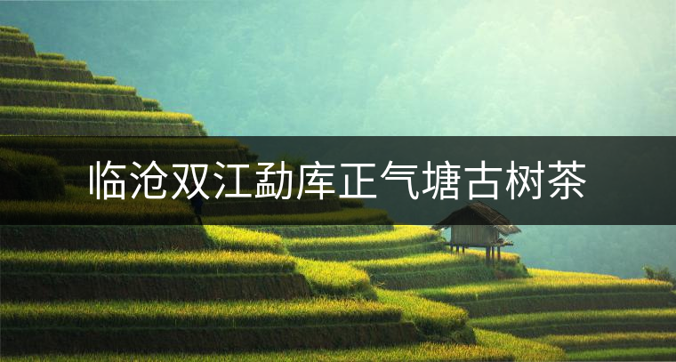 臨滄雙江勐庫(kù)正氣塘古樹茶 臨滄雙江勐庫(kù)正氣塘古樹茶