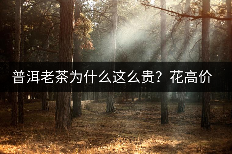 普洱老茶為什么這么貴？花高價(jià)買值嗎？