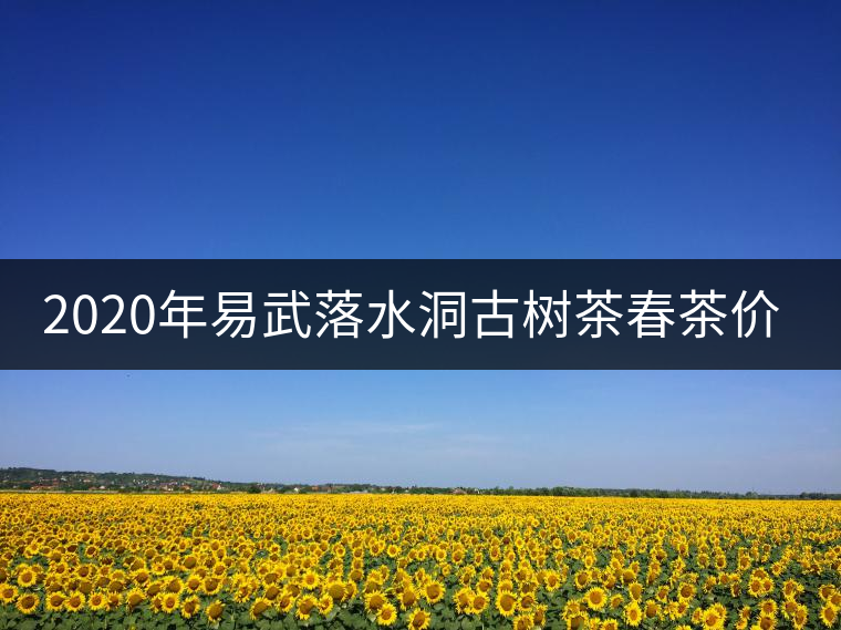 2020年易武落水洞古樹茶春茶價格和特點(diǎn)