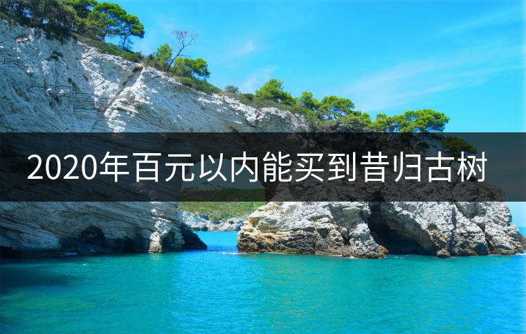 2020年百元以內(nèi)能買到昔歸古樹嗎？