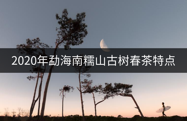 2020年勐海南糯山古樹(shù)春茶特點(diǎn) 2020年勐海南糯山古樹(shù)春茶特點(diǎn)