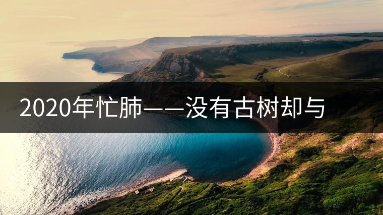 2020年忙肺——沒(méi)有古樹(shù)卻與冰島、昔歸齊名的普洱茶