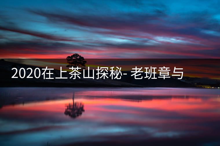 2020在上茶山探秘- 老班章與新班章，一母所生，一念之間，際遇迥異