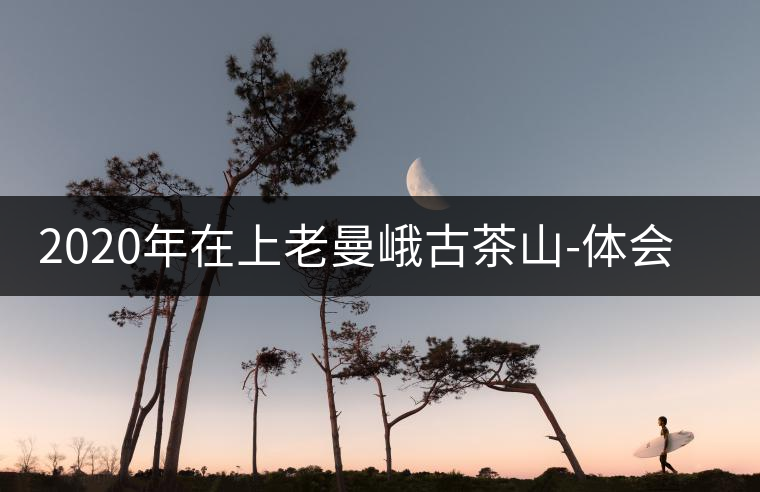 2020年在上老曼峨古茶山-體會(huì)人生