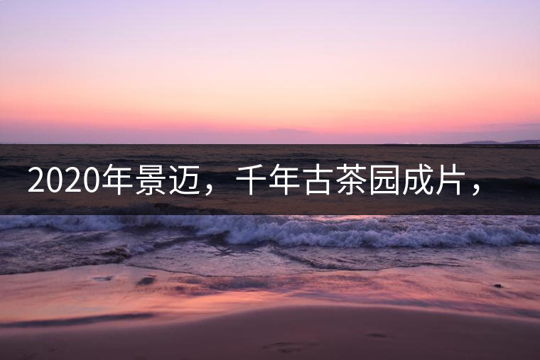 2020年景邁，千年古茶園成片，蘭花香堪稱一絕！