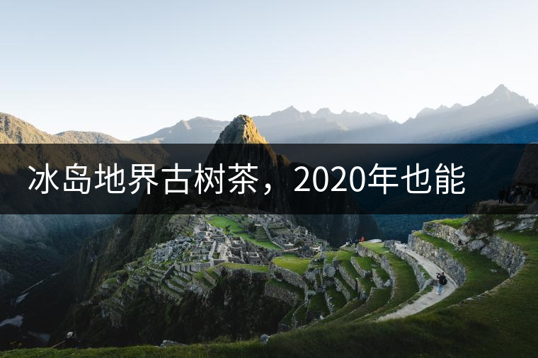 冰島地界古樹茶，2020年也能便宜喝到的冰島古樹茶