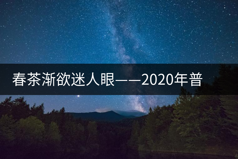 春茶漸欲迷人眼——2020年普洱春茶上市，可別買假了