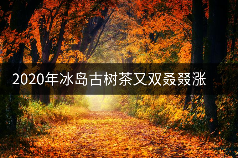 2020年冰島古樹(shù)茶又雙叒叕漲價(jià)了，今年的普洱春茶準(zhǔn)備你下手嗎
