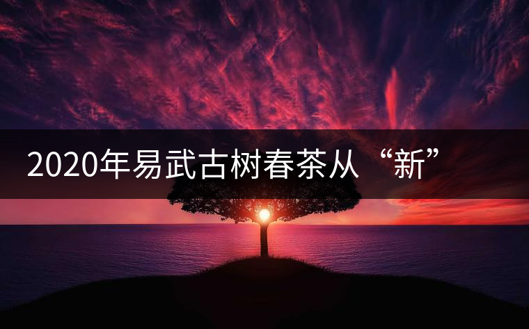 2020年易武古樹春茶從“新”到“老”，如何完成蛻變的？