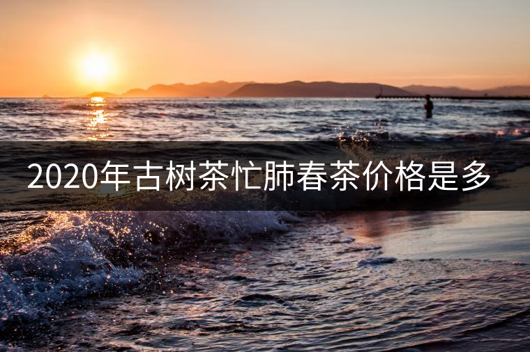 2020年古樹茶忙肺春茶價(jià)格是多少？