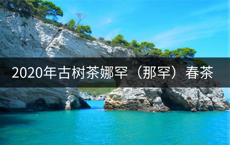 2020年古樹茶娜罕（那罕）春茶價(jià)格是多少？