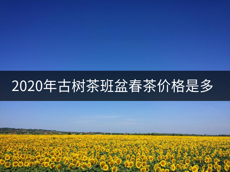2020年古樹茶班盆春茶價格是多少？