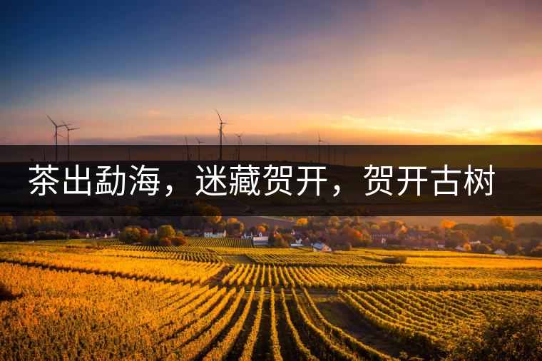 茶出勐海，迷藏賀開，賀開古樹普洱茶