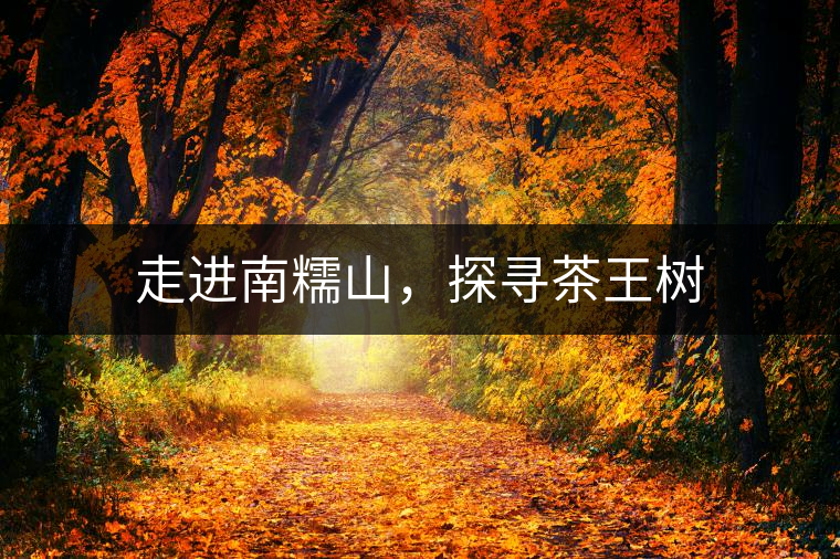 走進(jìn)南糯山，探尋茶王樹